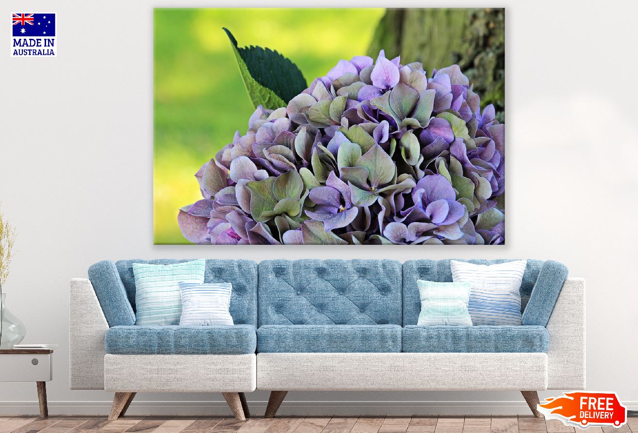 Purple Green Hydrangea Flower Closeup Photograph Print 100% Australian Made