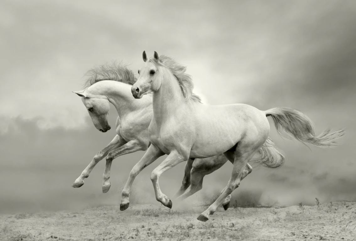 Running Horses B&W Photograph Home Decor Premium Quality Poster Print Choose Your Sizes