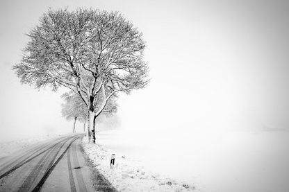 Snow Covered Trees & Road Photograph Print 100% Australian Made