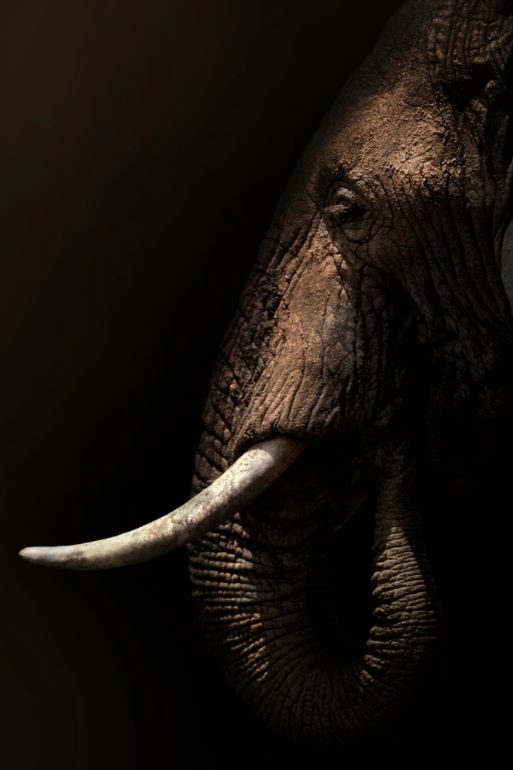 Elephant Portrait Closeup Photograph Home Decor Premium Quality Poster Print Choose Your Sizes