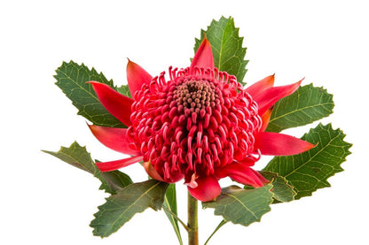 Australian Native Red Waratah Flower Closeup Photograph Print 100% Australian Made