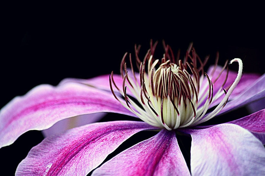 Pink Clematis Plant Flower Closeup Photograph Print 100% Australian Made