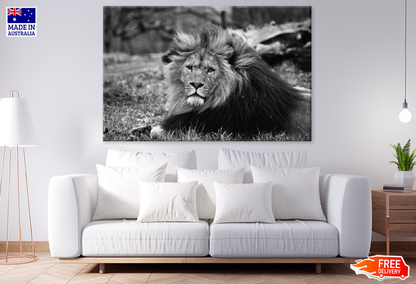 B&W Lion Portrait Photograph Print 100% Australian Made