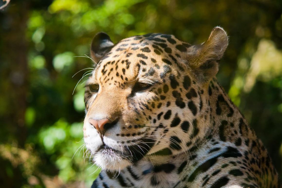Leopard Face Portrait Photograph Home Decor Premium Quality Poster Print Choose Your Sizes