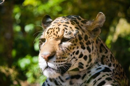 Leopard Face Portrait Photograph Home Decor Premium Quality Poster Print Choose Your Sizes