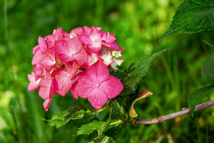 Pink Hydrangea Flowers Closeup Photograph Print 100% Australian Made
