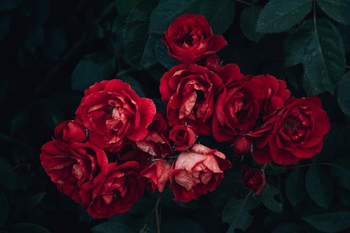 Red Flower Plant Closeup Photograph Print 100% Australian Made
