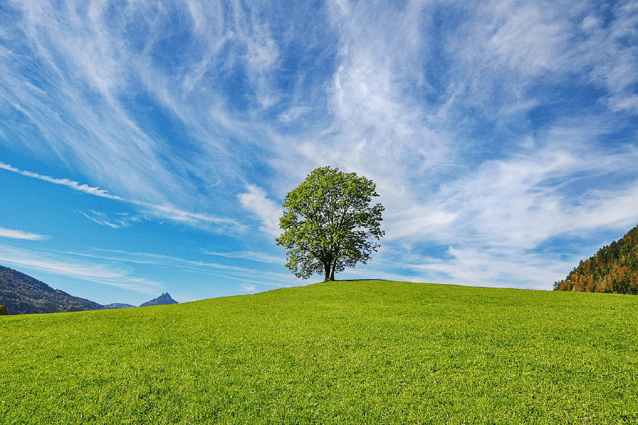 Lonely Tree on Mountain Photograph Print 100% Australian Made