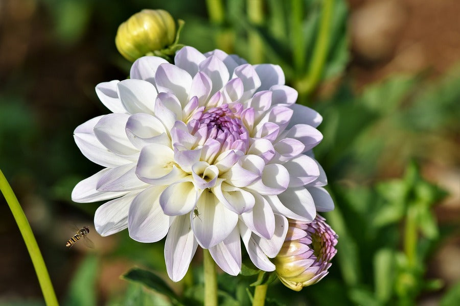 White Dahlia Flower with Plant Photograph Print 100% Australian Made