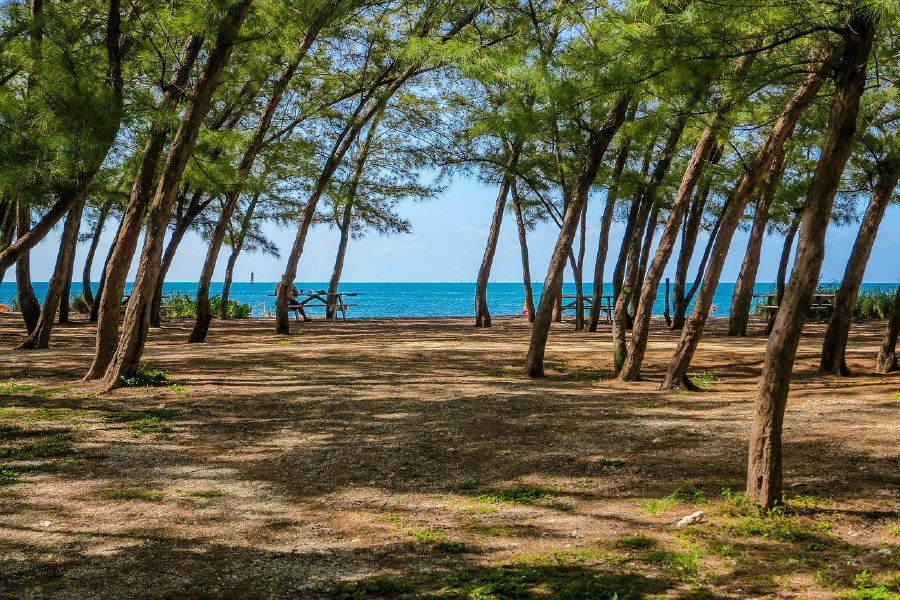 Trees Near Sea Photograph Print 100% Australian Made