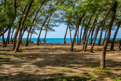 Trees Near Sea Photograph Print 100% Australian Made