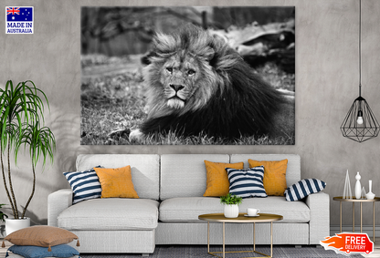 B&W Lion Portrait Photograph Print 100% Australian Made