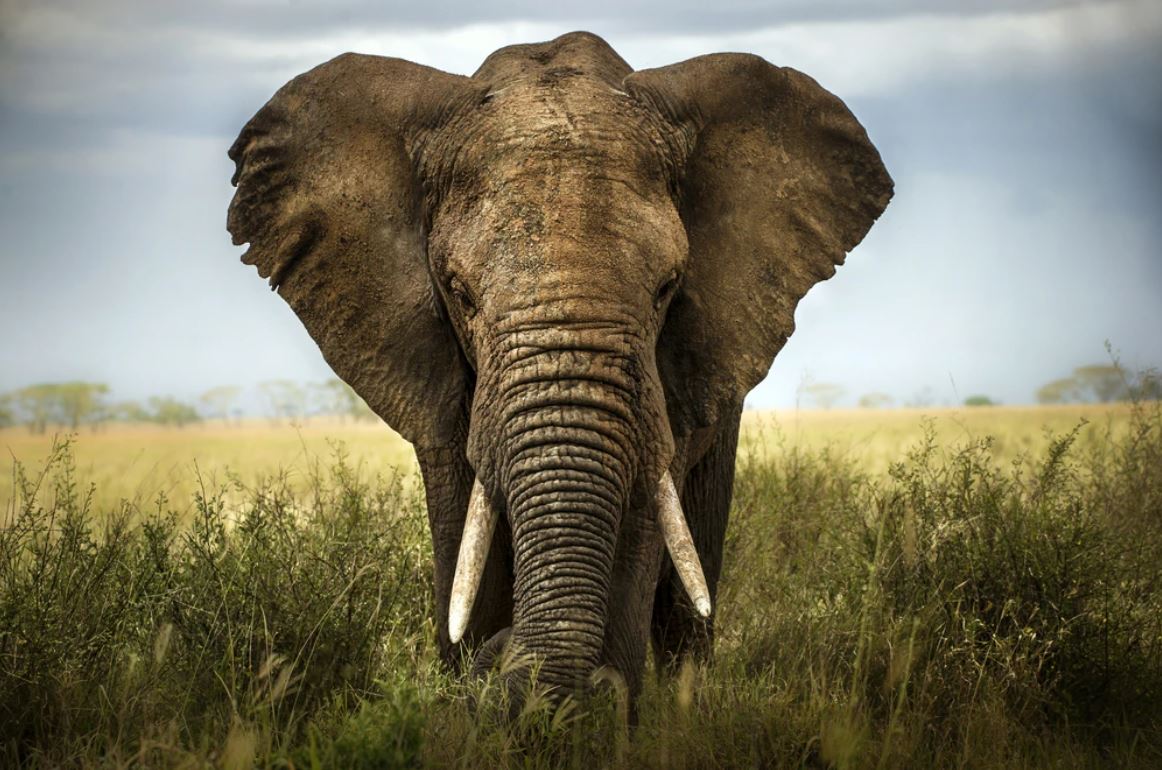 Elephant on Field Photograph Home Decor Premium Quality Poster Print Choose Your Sizes