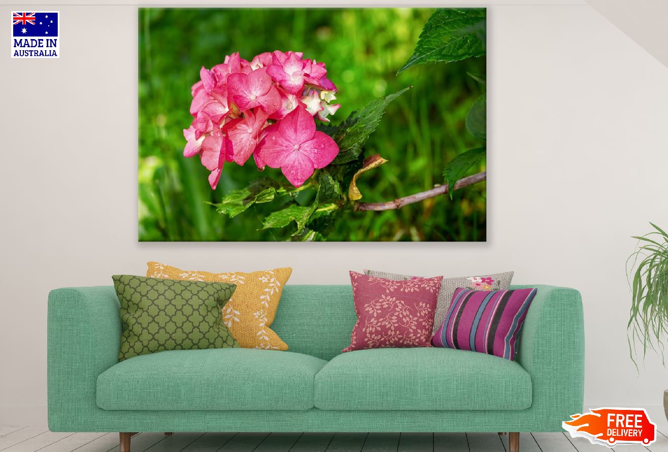 Pink Hydrangea Flowers Closeup Photograph Print 100% Australian Made
