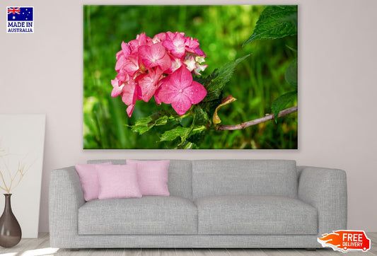 Pink Hydrangea Flowers Closeup Photograph Print 100% Australian Made
