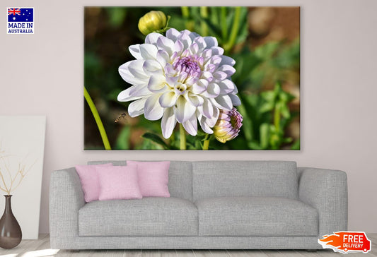 White Dahlia Flower with Plant Photograph Print 100% Australian Made
