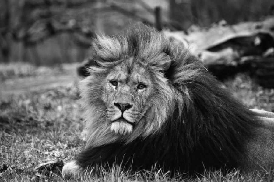 B&W Lion Portrait Photograph Print 100% Australian Made