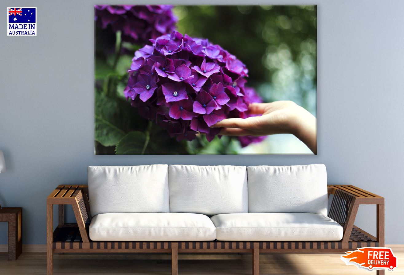 Purple Hydrangea Flowers Closeup Photograph Print 100% Australian Made