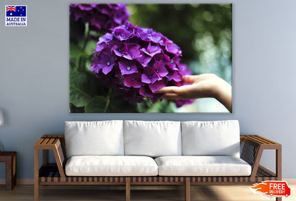Purple Hydrangea Flowers Closeup Photograph Print 100% Australian Made