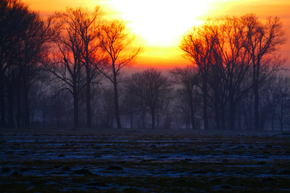 Forest Sunset Photograph Print 100% Australian Made