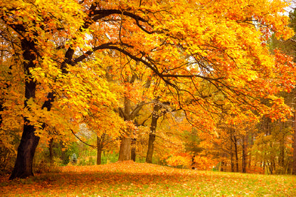 Bella Home Autumn Leaves In The Forest Print Canvas Ready to hang