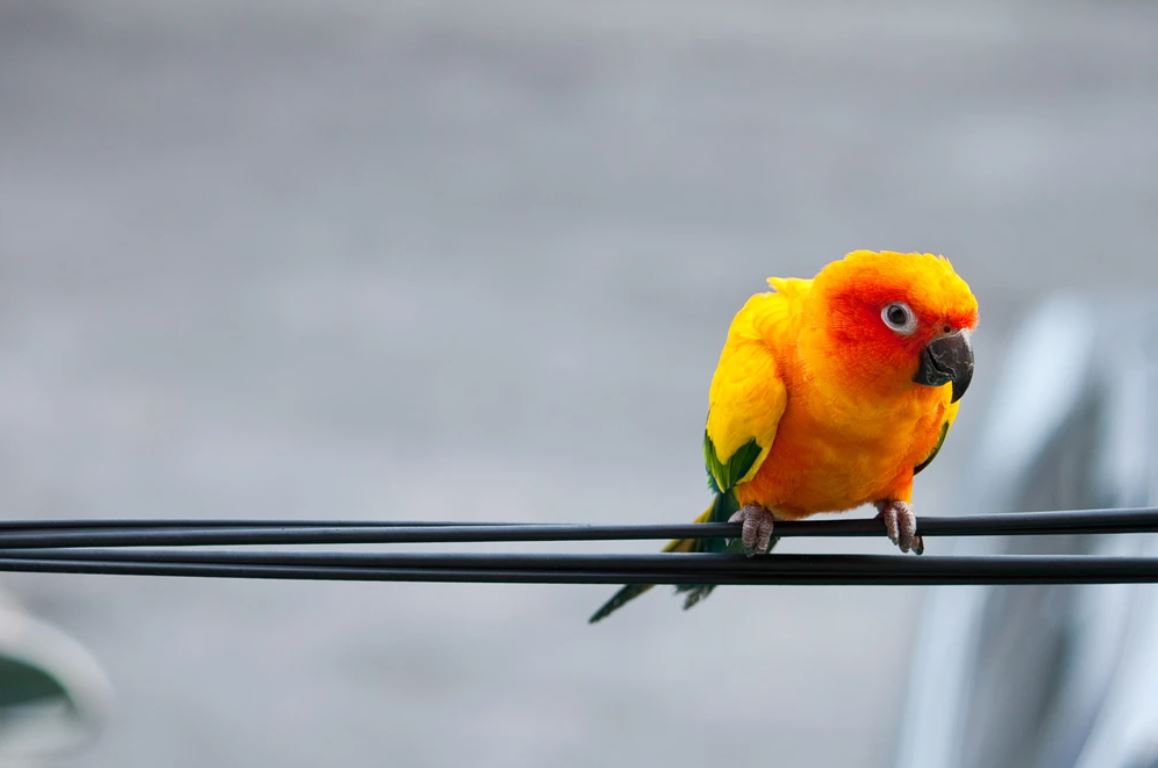 Bird on a Wire Closeup Photograph Home Decor Premium Quality Poster Print Choose Your Sizes