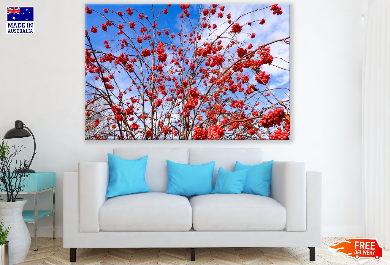 Winter Red Berries Tree Photograph Print 100% Australian Made