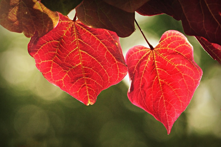 Autumn Red Leaves Photograph Print 100% Australian Made