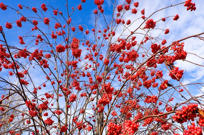 Winter Red Berries Tree Photograph Print 100% Australian Made