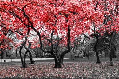 B&W Trees with Red Leaves Photograph Print 100% Australian Made