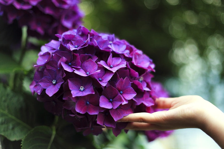 Purple Hydrangea Flowers Closeup Photograph Print 100% Australian Made