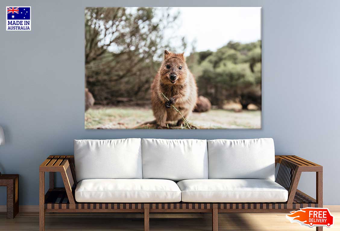 Quokka Animal Closeup View Photograph Print 100% Australian Made