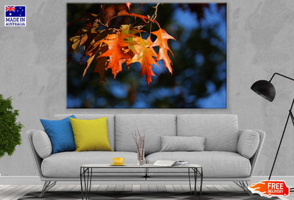 Orange Leaves on Autumn Tree Photograph Print 100% Australian Made