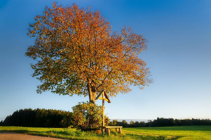 Autumn Tree in Grass Field Photograph Print 100% Australian Made