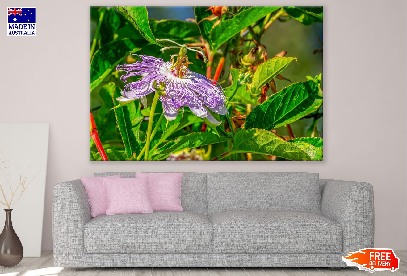 Passion Flower With Leaves Closeup Photograph Print 100% Australian Made