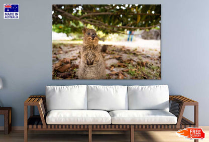 Quokka Animal Closeup Photograph Print 100% Australian Made