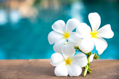White Plumeria Flowers Photograph Print 100% Australian Made