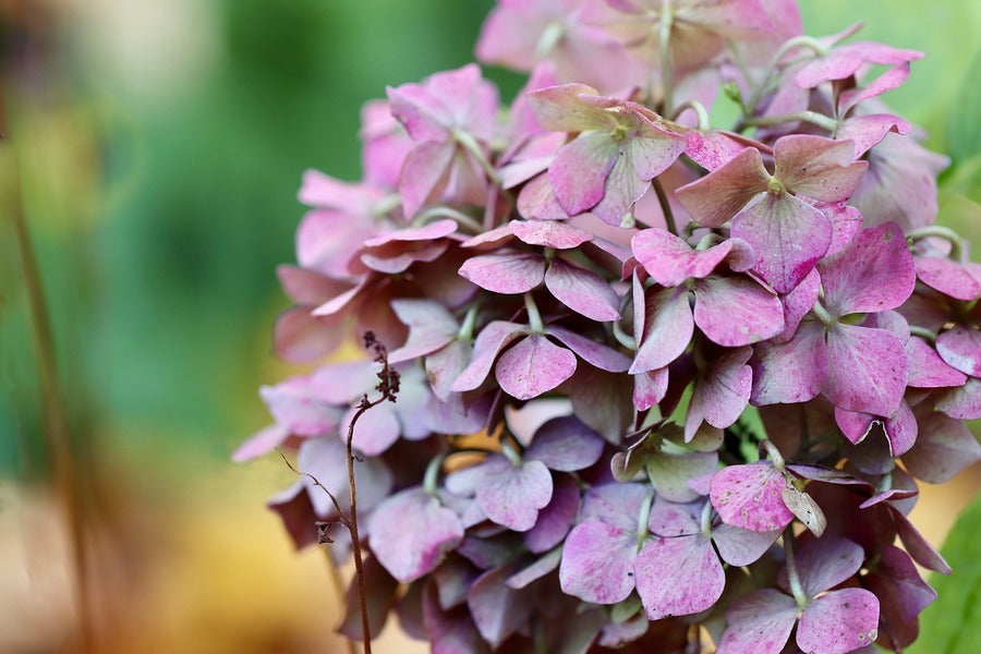Pink White Hydrangea Flowers Photograph Print 100% Australian Made