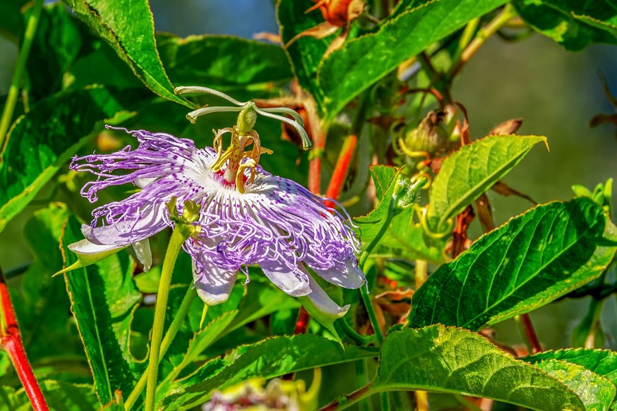 Passion Flower With Leaves Closeup Photograph Print 100% Australian Made