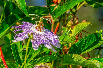 Passion Flower With Leaves Closeup Photograph Print 100% Australian Made