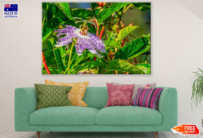 Passion Flower With Leaves Closeup Photograph Print 100% Australian Made
