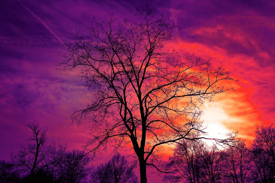 Dead Tree Sunset Photograph Print 100% Australian Made