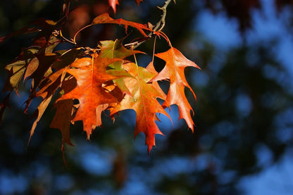 Orange Leaves on Autumn Tree Photograph Print 100% Australian Made