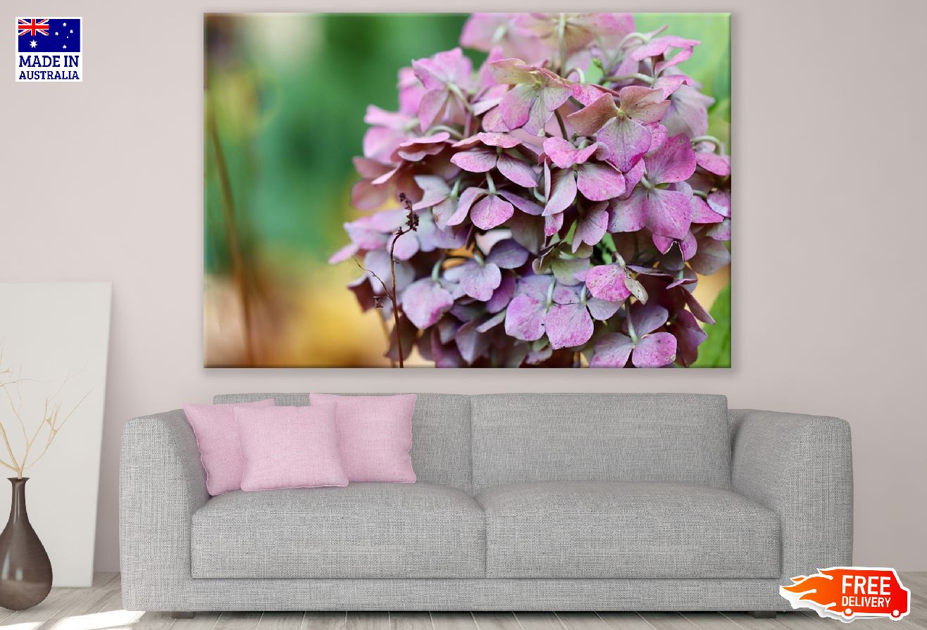 Pink White Hydrangea Flowers Photograph Print 100% Australian Made
