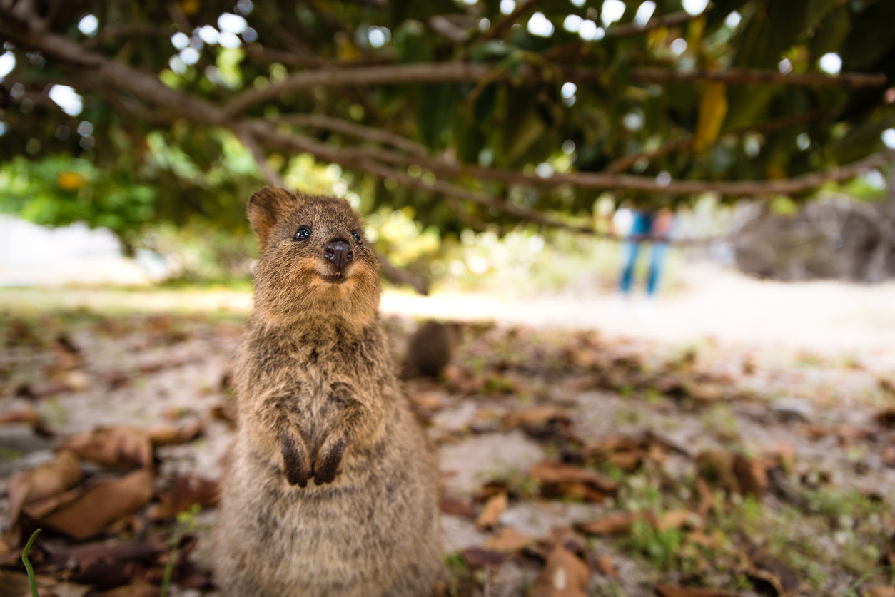 Quokka Animal Closeup Photograph Print 100% Australian Made