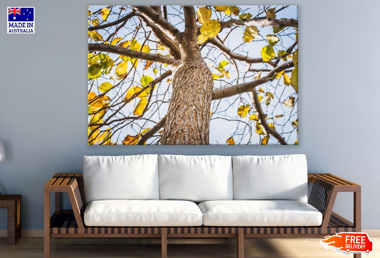 Yellow Autumn Tree Branches View Photograph Print 100% Australian Made