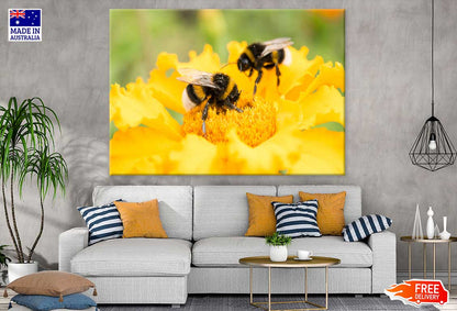 Bees on Yellow Flower Photograph Print 100% Australian Made