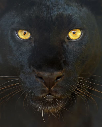 Panther Portrait Photograph Home Decor Premium Quality Poster Print Choose Your Sizes