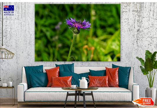 Purple Knapweed Flower Photograph Print 100% Australian Made