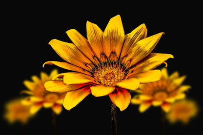 Golden Gerbera Flower Closeup Photograph Print 100% Australian Made